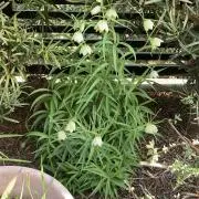 メロンパン