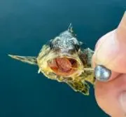 らいとの画像