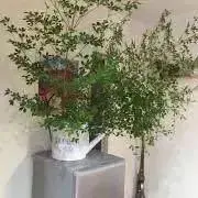 さきあこ。