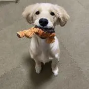 きなこの画像
