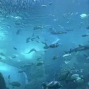 ✰︎の画像