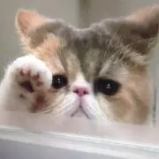 香代ちん