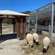 わーいの画像