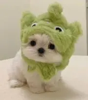 桃