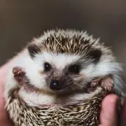 ターザンの画像