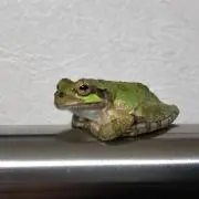 あるふぉんの画像
