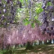 AAA