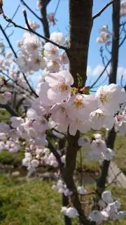みんみんの画像