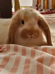 あっちゃん