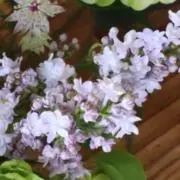 なつの画像