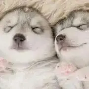 即発送◎まとめ買いお値下げ♪サリー^_^の画像