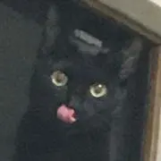 yokoの画像