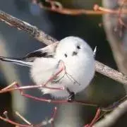 なおの画像