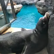 okome☆の画像