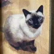 Abbyの画像
