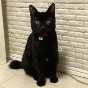 クロネコ本舗の画像
