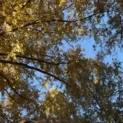 ふの画像