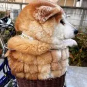 かりんとう