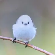 トトロ