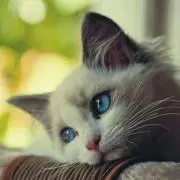 白ねこの画像