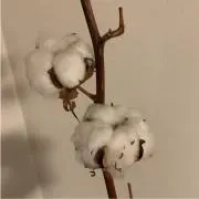 コットンの画像