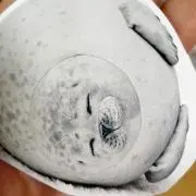 ミィ