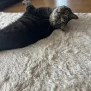 さえの画像