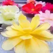berry☆の画像