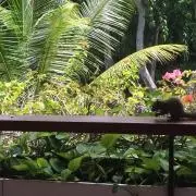 かリめろ
