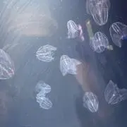 miimoの画像