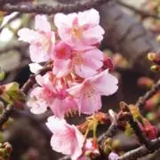Mayumiの画像