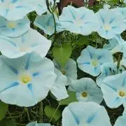 えりかっぱの画像
