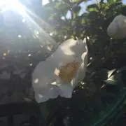 みかん氷★