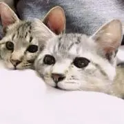 かよの画像