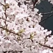 sunnynarumimong