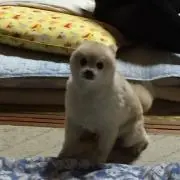 プロフィール必ず読んでくださいの画像