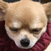 Rの画像