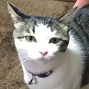 かい