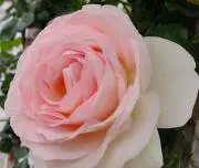 Rose pinkの画像