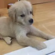らんらんの画像