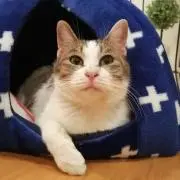 ポンの画像