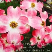 ハナミズキ6/19〜21発送出来ませんの画像