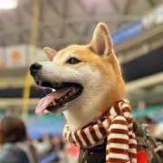 柴犬のまろん。の画像
