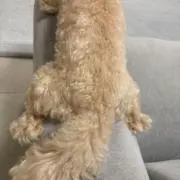 まるʕ•ᴥ•ʔの画像