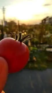 りえのの画像