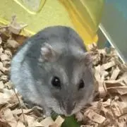うえぞう