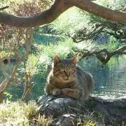 めるねこ。の画像