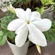 茉莉花の画像