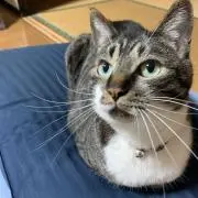 rinの画像