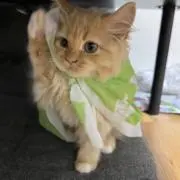 スティッチ㈱